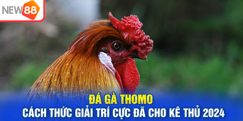 Đá Gà Thomo - Cách Thức Giải Trí Cực Đã Cho Kê Thủ 2024